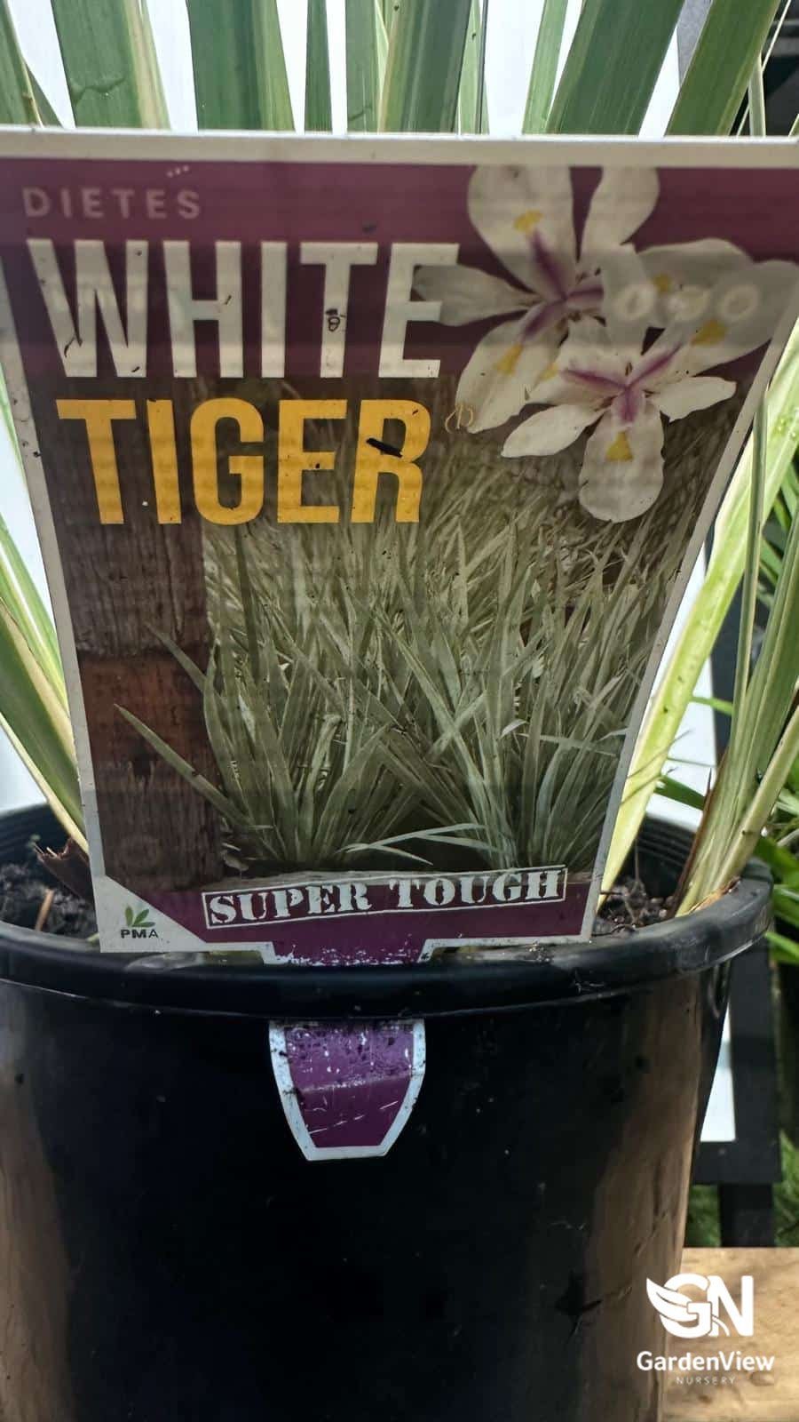 Dietes Iridioides White Tiger - Ground Covers - Garden View Nursery