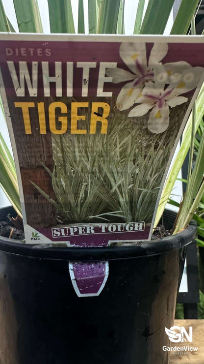 Dietes Iridioides White Tiger - Ground Covers - Garden View Nursery