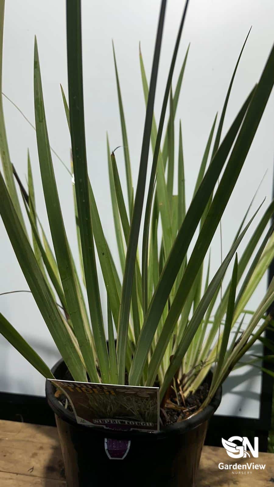 Dietes Iridioides White Tiger - Ground Covers - Garden View Nursery