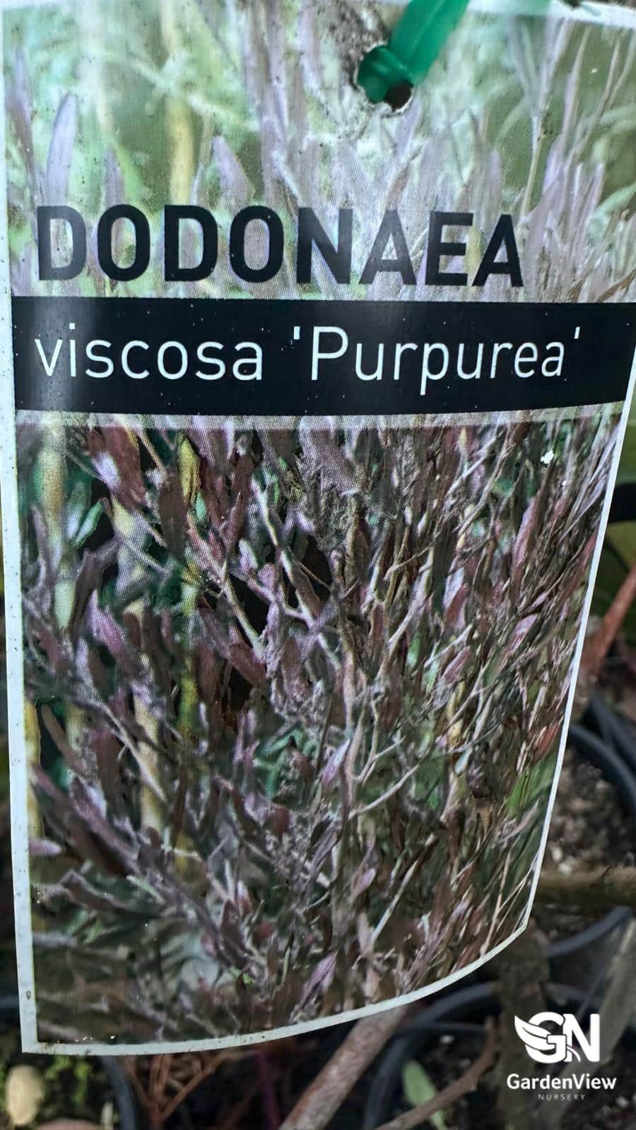 Dodonaea Viscosa Purpurea - Native Shrubs & Trees - Garden View Nursery