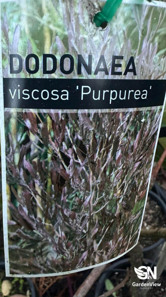 Dodonaea Viscosa Purpurea - Native Shrubs & Trees - Garden View Nursery