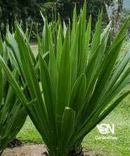 Doryanthes Excelsa Gymea Lily - Native Shrubs & Trees - Garden View Nursery