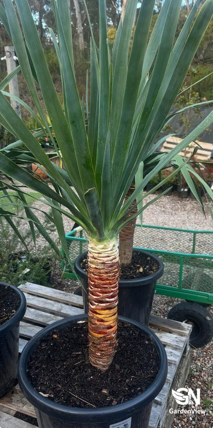 Dracaena Draco - Palms & Tropical - Garden View Nursery