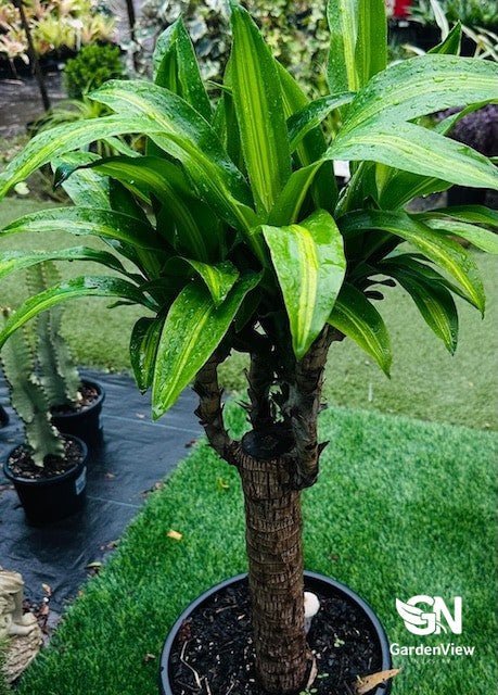 Dracaena Fragrans Golden Heart - Indoor Plants - Garden View Nursery