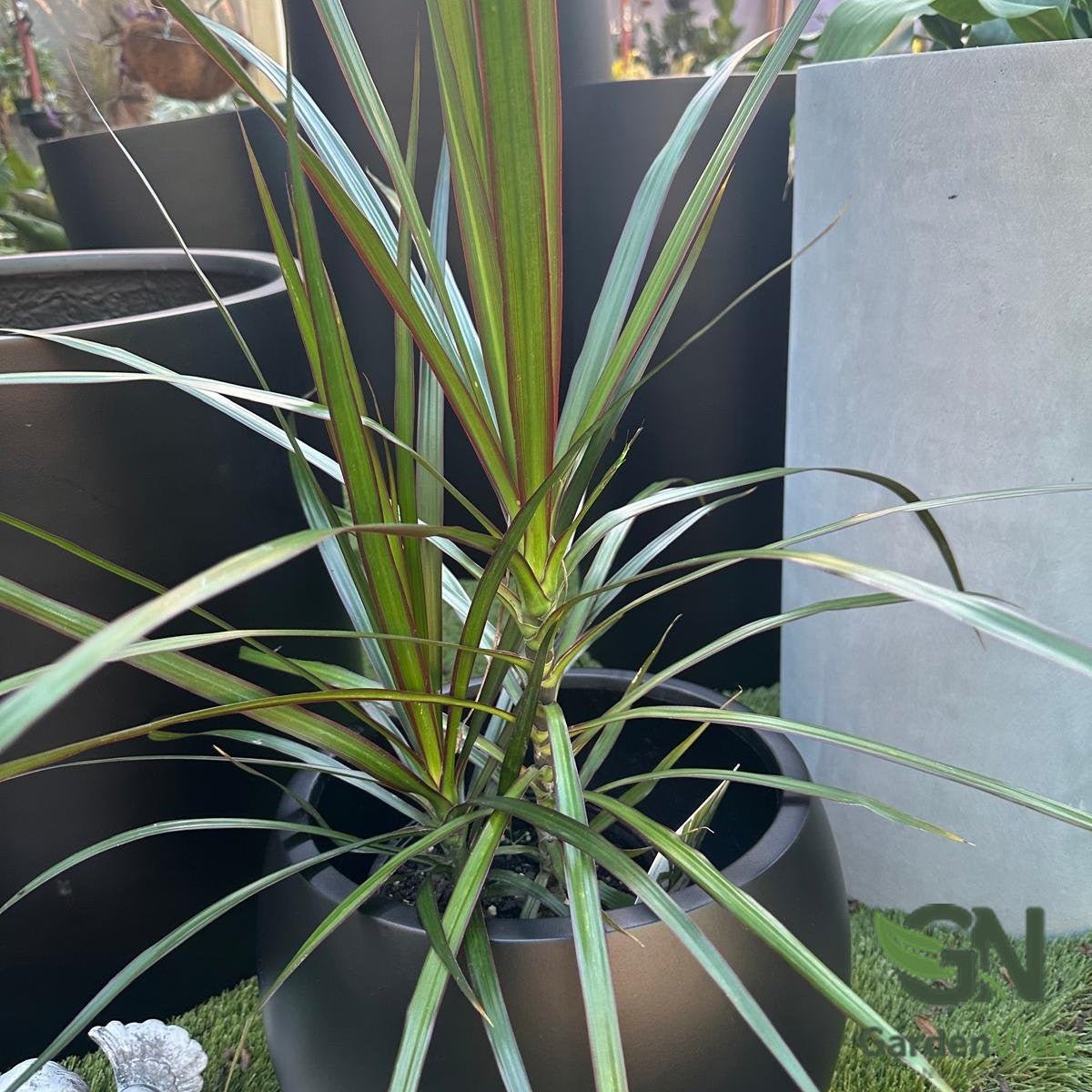 Dracaena Marginata Red Edge - Indoor Plants - Garden View Nursery
