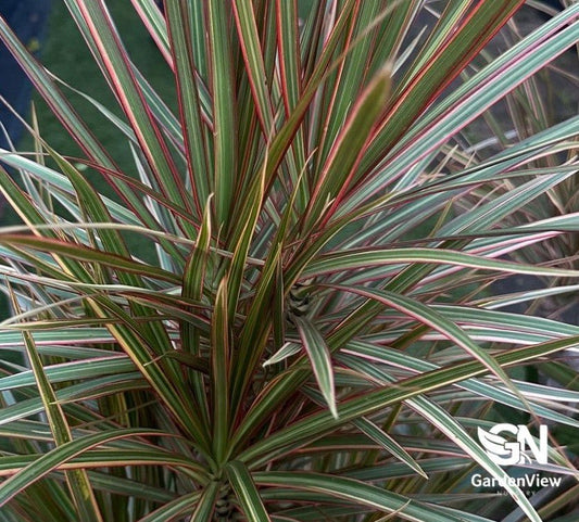 dracaena marginata outdoors australia Dracaena Marginata Tricolour