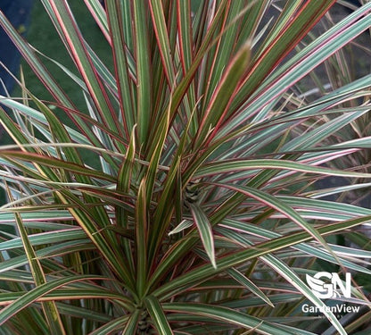 Dracaena Marginata Tricolour - Indoor Plants - Garden View Nursery