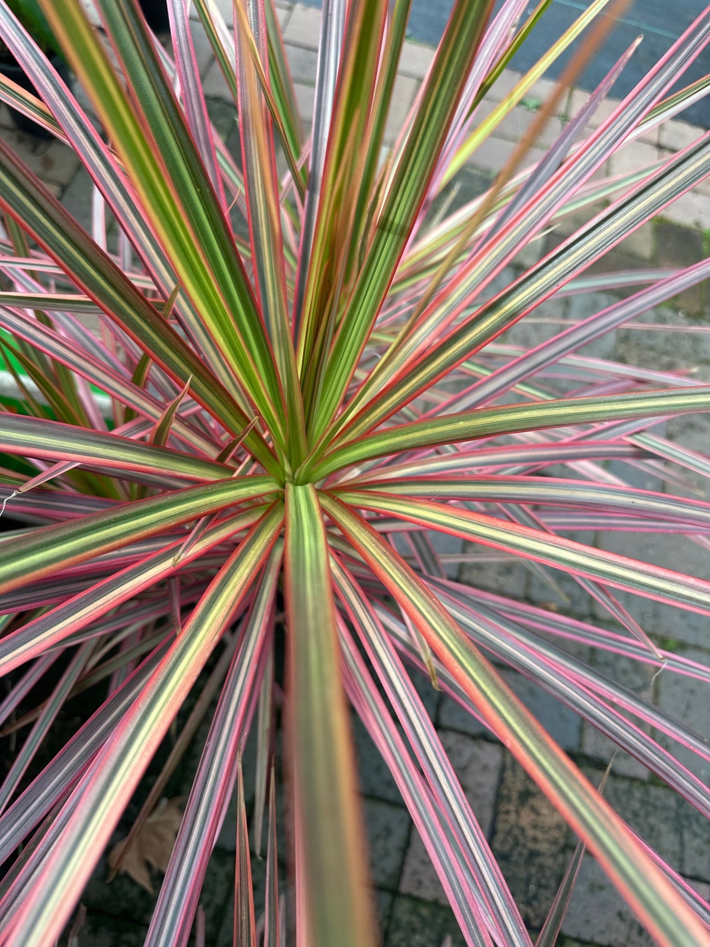 Dracaena Marginata Tricolour - Indoor Plants - Garden View Nursery
