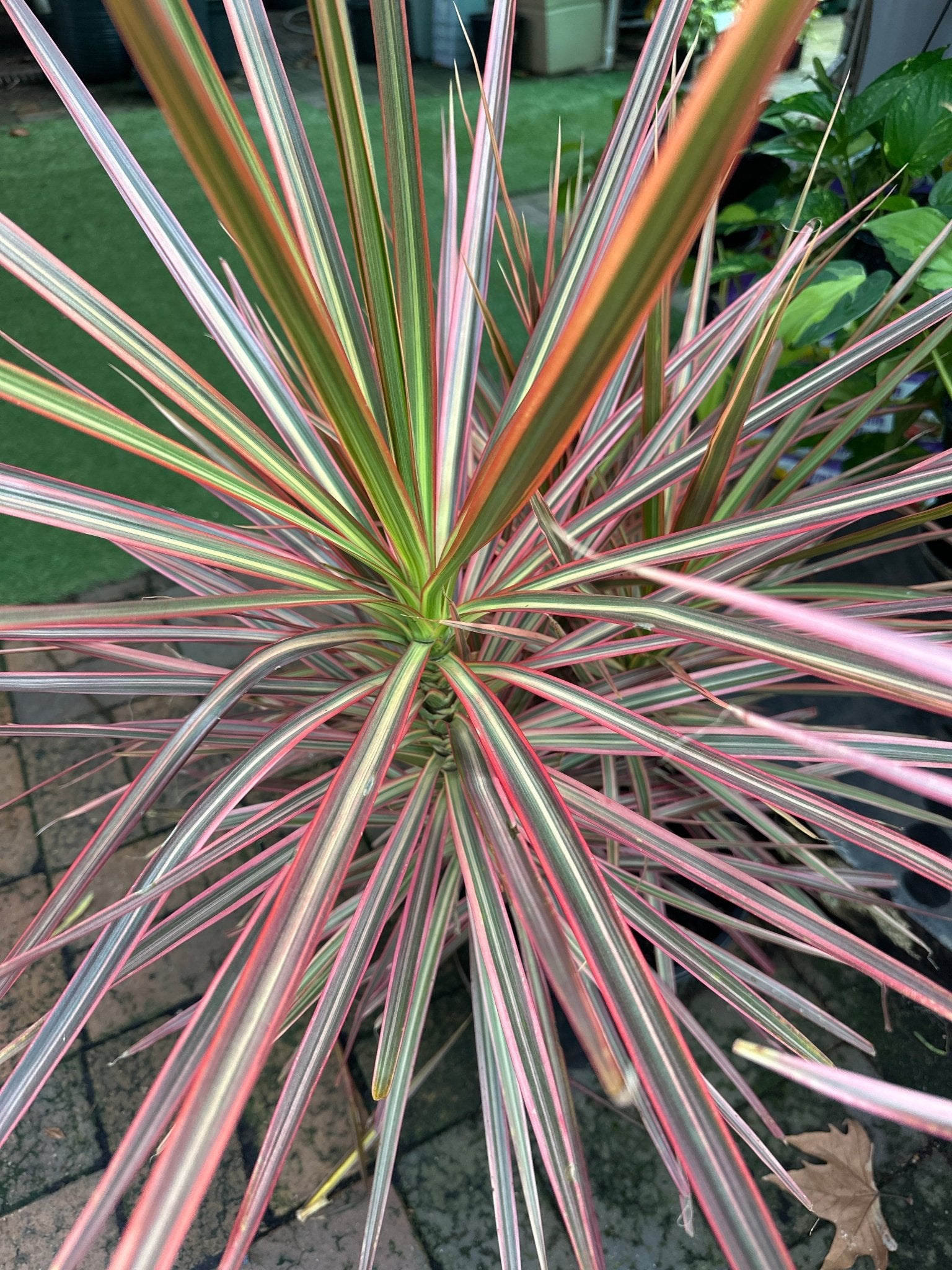 Dracaena Marginata Tricolour - Indoor Plants - Garden View Nursery