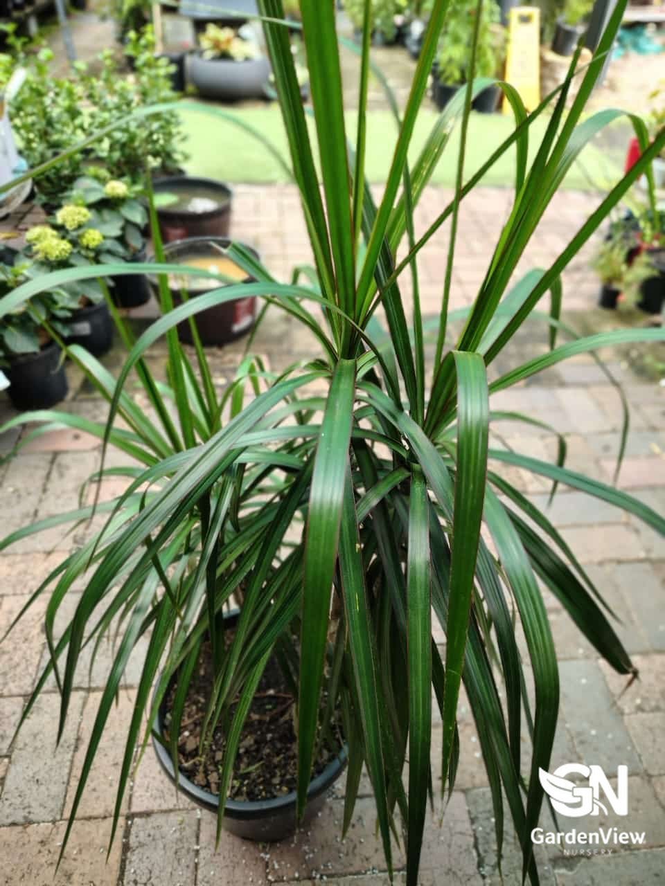 Dracaena Massangeana - Indoor Plants - Garden View Nursery
