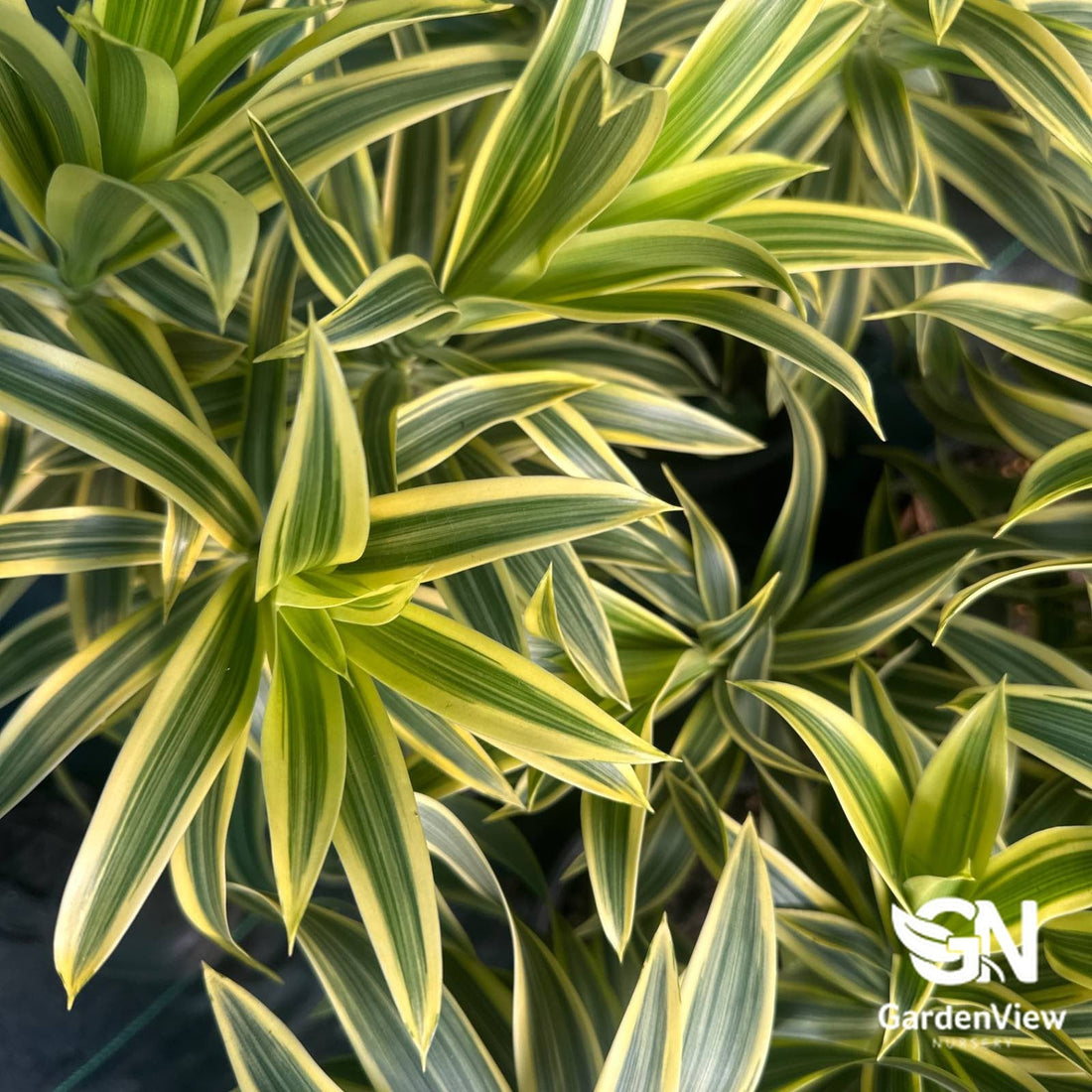 Dracaena Reflexa - Shrubs & Trees - Garden View Nursery