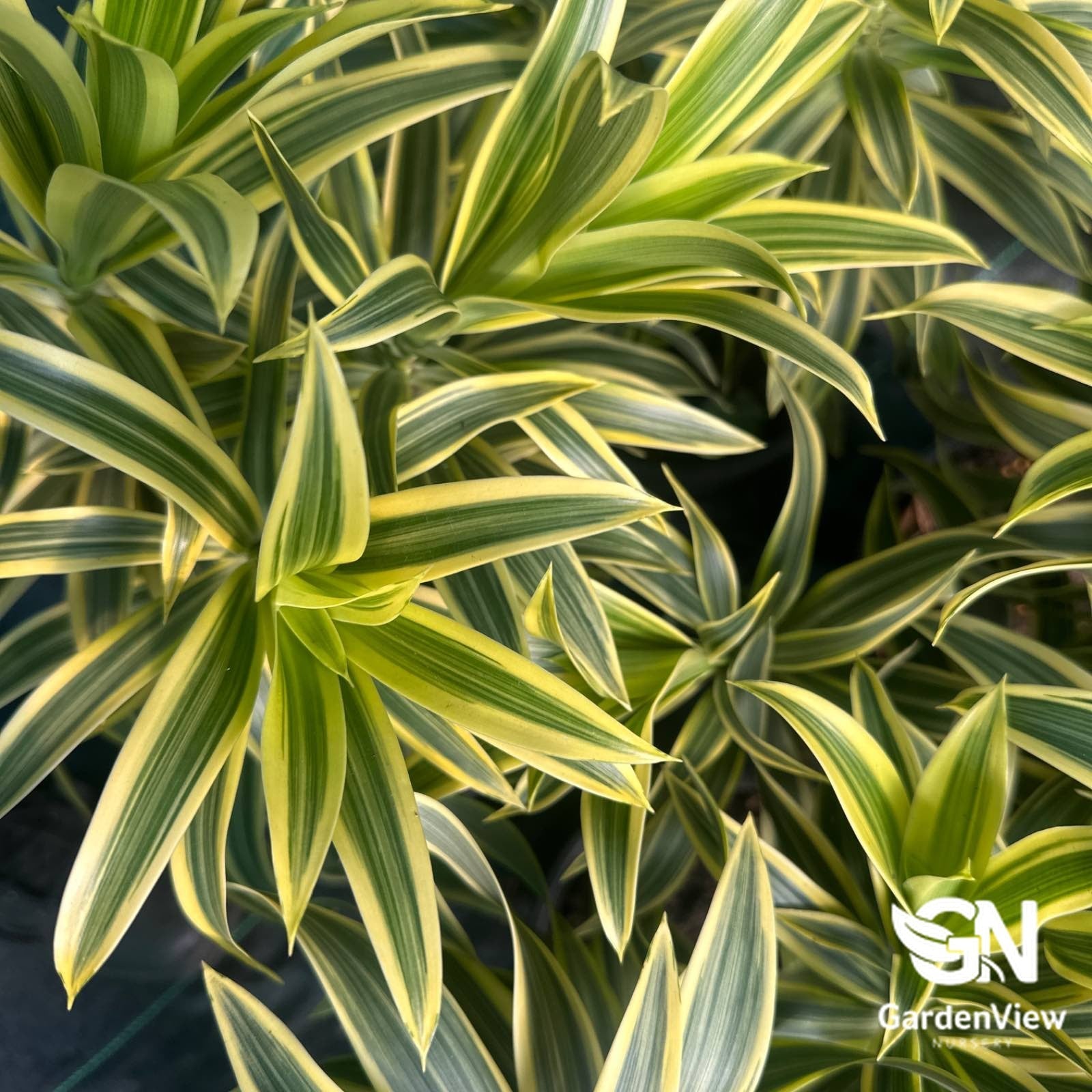 Dracaena Reflexa - Shrubs & Trees - Garden View Nursery