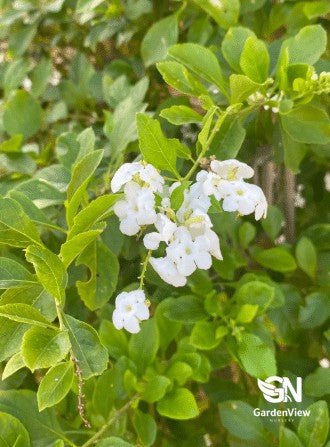 Duranta Erecta Alba - Shrubs & Trees - Garden View Nursery