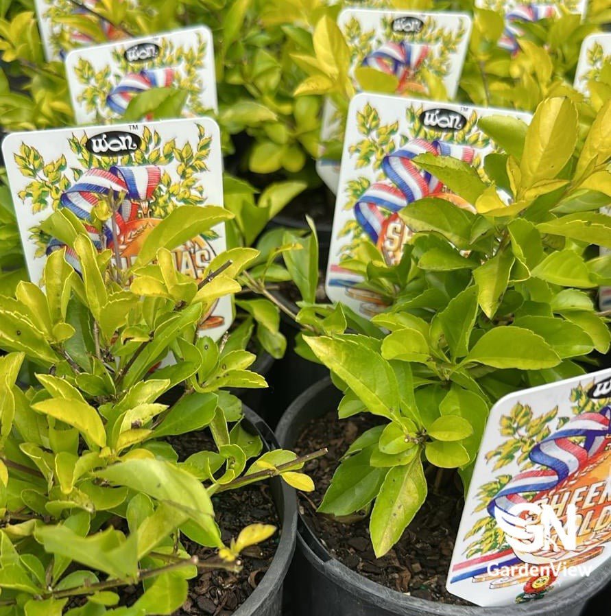 Duranta Sheenas Gold - Shrubs & Trees - Garden View Nursery