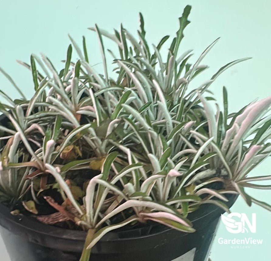 Dymondia Margaretae - Climbers & Ground Covers - Garden View Nursery