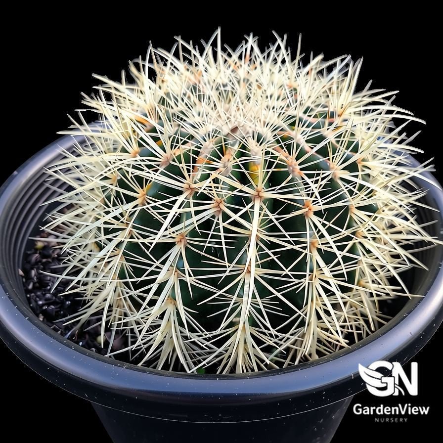 Echinocactus Grusonii "Golden Barrel" Cactus - Cactus & Succulents - Garden View Nursery