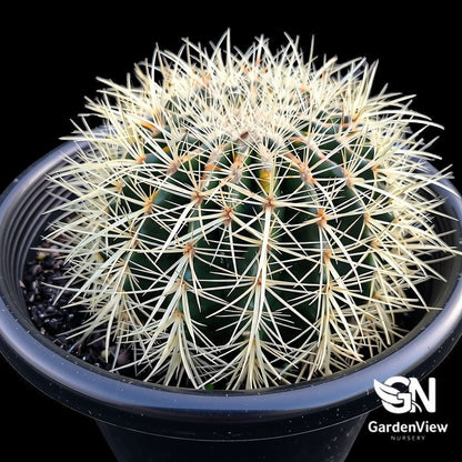 Echinocactus Grusonii "Golden Barrel" Cactus - Cactus & Succulents - Garden View Nursery