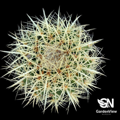 Echinocactus Grusonii "Golden Barrel" Cactus - Cactus & Succulents - Garden View Nursery
