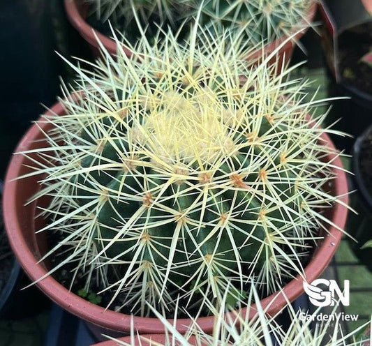 Echinocactus Grusonii "Golden Barrel" Cactus - Cactus & Succulents - Garden View Nursery