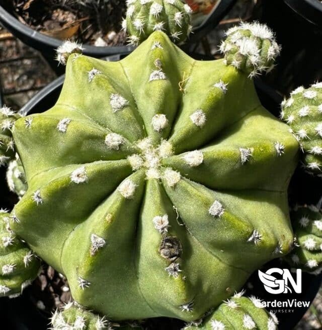 Echinopsis Subdenudata (Domino Cactus) - Cactus & Succulents - Garden View Nursery