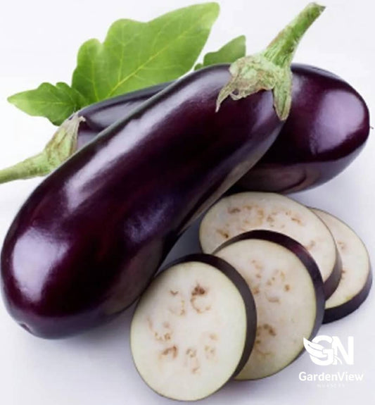 Eggplant (Black Beauty) - Garden Care & Turf - Garden View Nursery