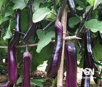Eggplant (Long Purple) - Garden Care & Turf - Garden View Nursery