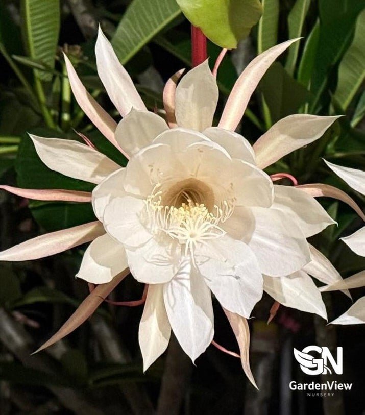 Epiphyllum Oxypetalum - Indoor Plants - Garden View Nursery
