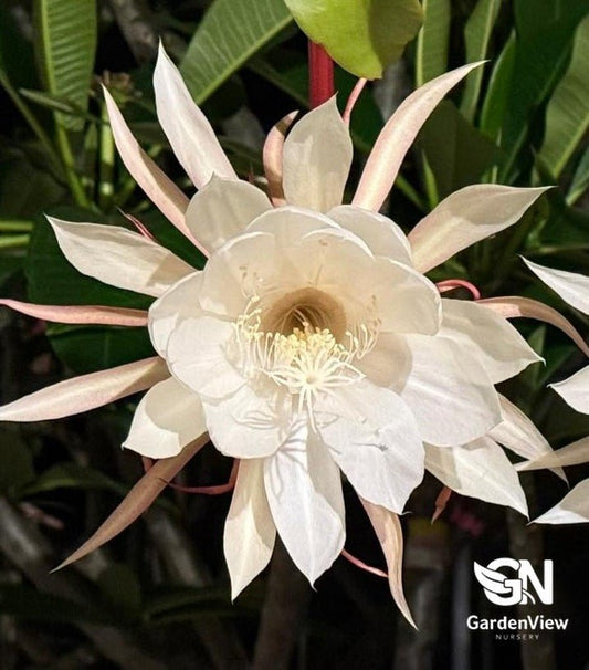 Epiphyllum Oxypetalum - Indoor Plants - Garden View Nursery