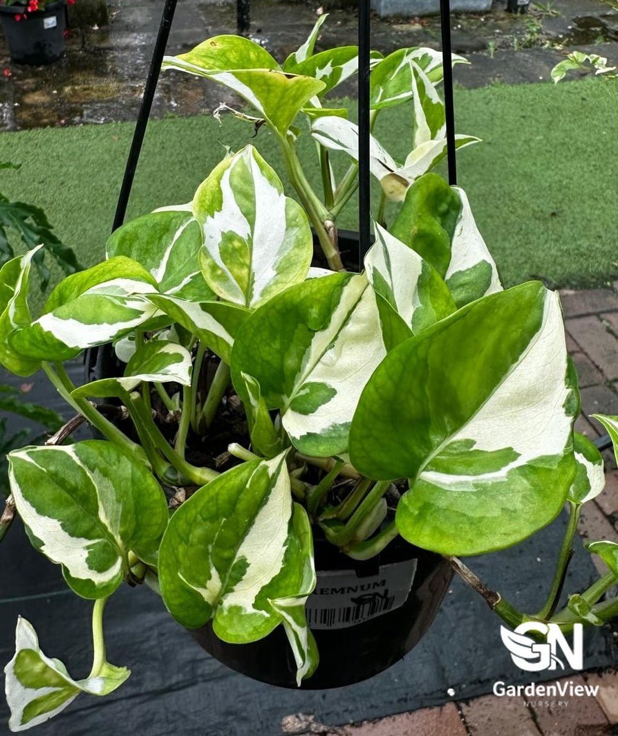 Epipremnum Aureum Manjula - Indoor Plants - Garden View Nursery
