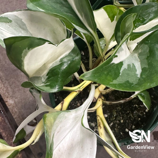 Epipremnum Aureum Manjula - Indoor Plants - Garden View Nursery