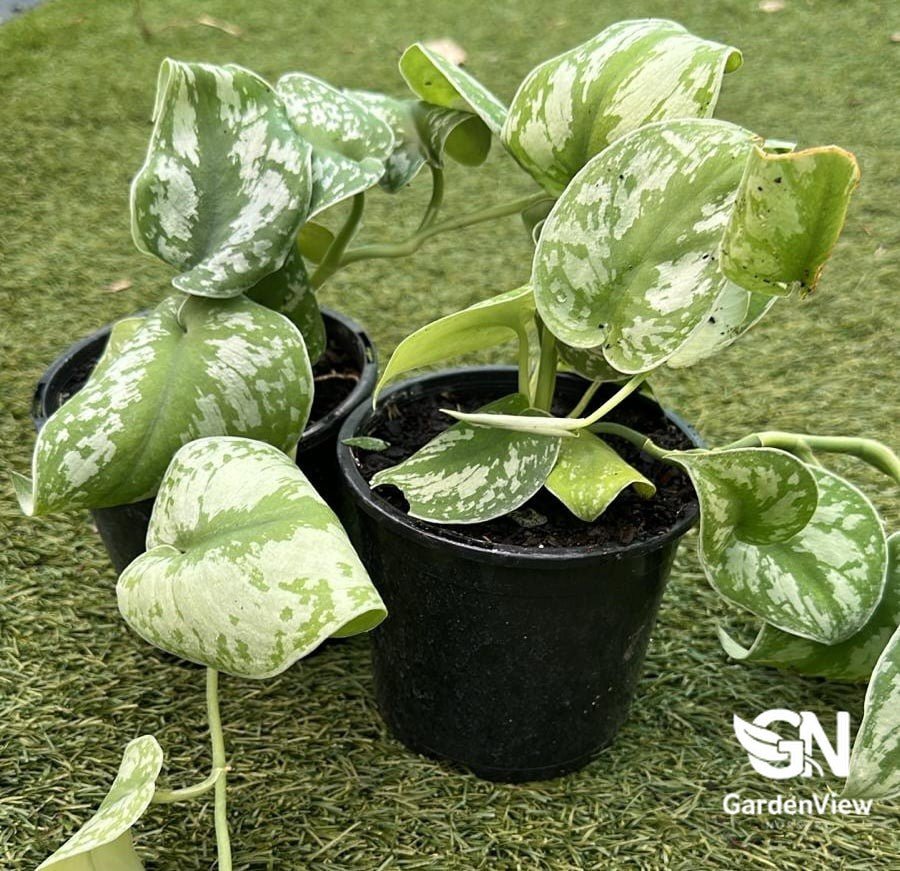 Epipremnum Aureum (Marble Queen) - Indoor Plants - Garden View Nursery