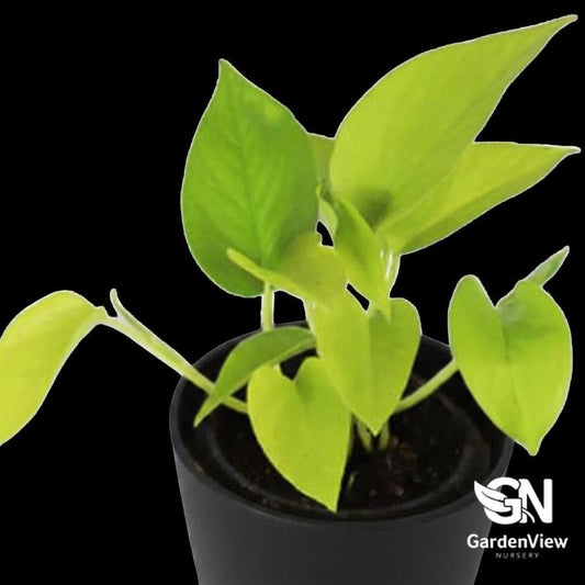 Epipremnum Aureum Neon - Indoor Plants - Garden View Nursery