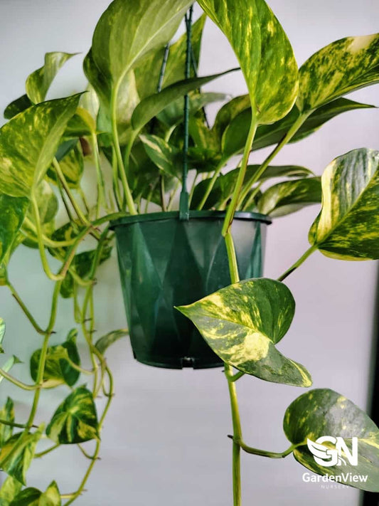 Epipremnum Aureum Neon - Indoor Plants - Garden View Nursery