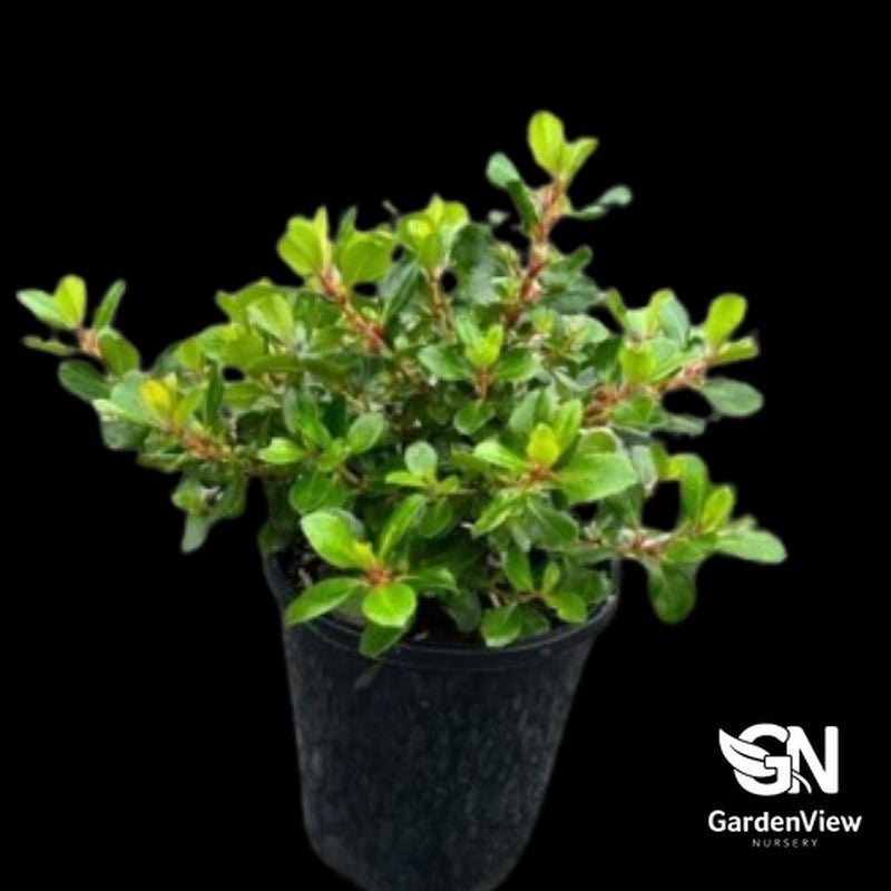 Escallonia Pink Pixie - Shrubs & Trees - Garden View Nursery