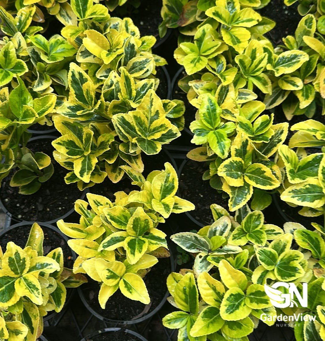 Euonymus Aureomarginatus (Golden Euonymus) - Shrubs & Trees - Garden View Nursery