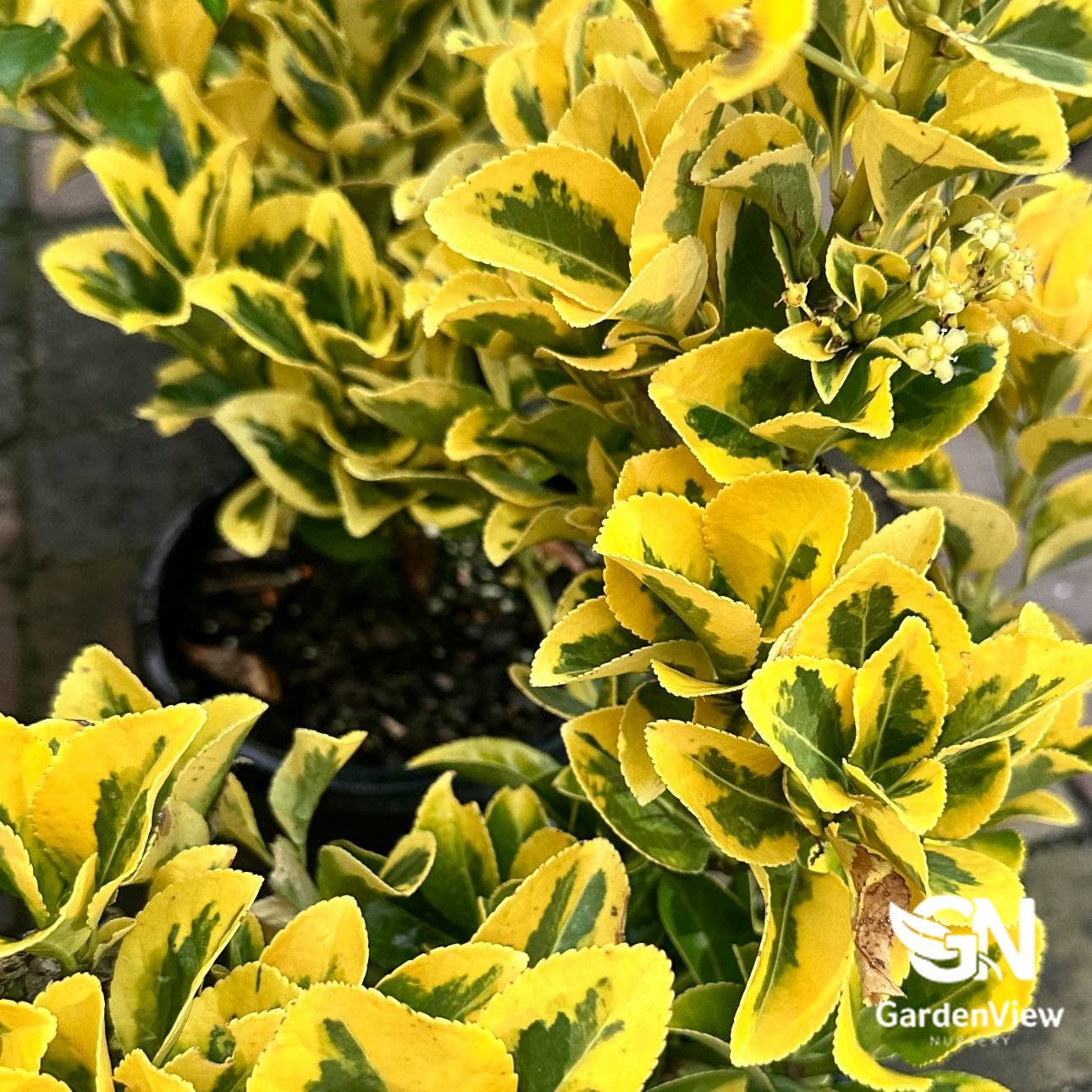 Euonymus Aureomarginatus (Golden Euonymus) - Shrubs & Trees - Garden View Nursery