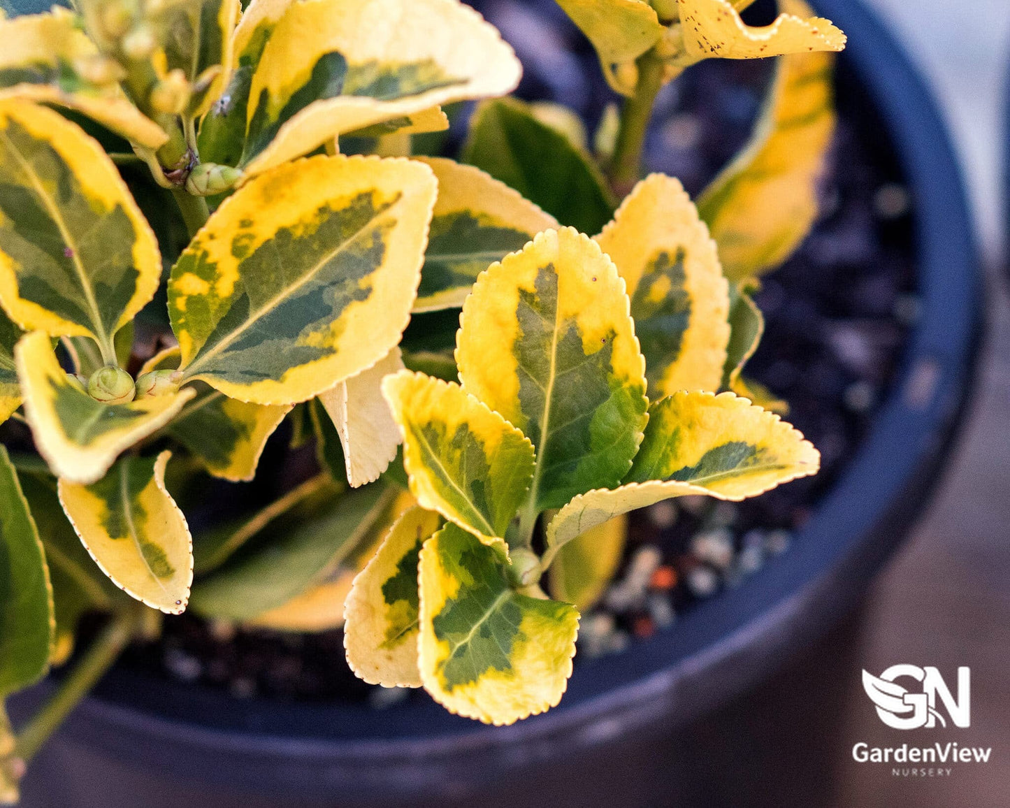 Euonymus Golden - Hedges & Screening - Garden View Nursery