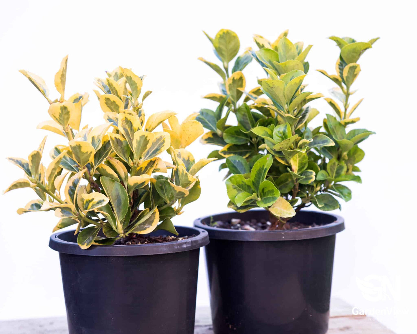 Euonymus Golden - Hedges & Screening - Garden View Nursery
