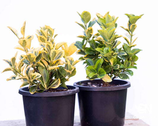 Euonymus Golden - Hedges & Screening - Garden View Nursery