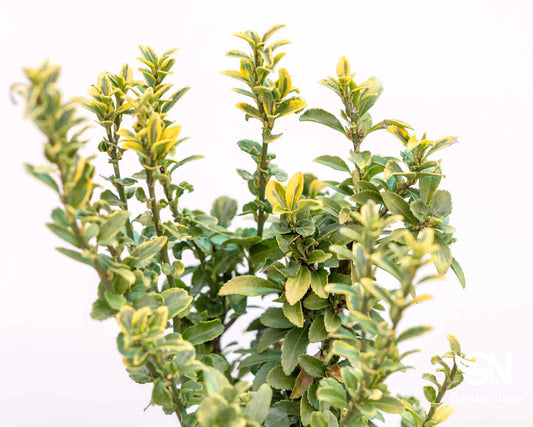 Euonymus Golden - Hedges & Screening - Garden View Nursery