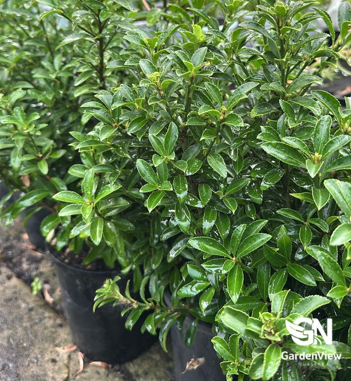 Euonymus Tom Thumb - Shrubs & Trees - Garden View Nursery