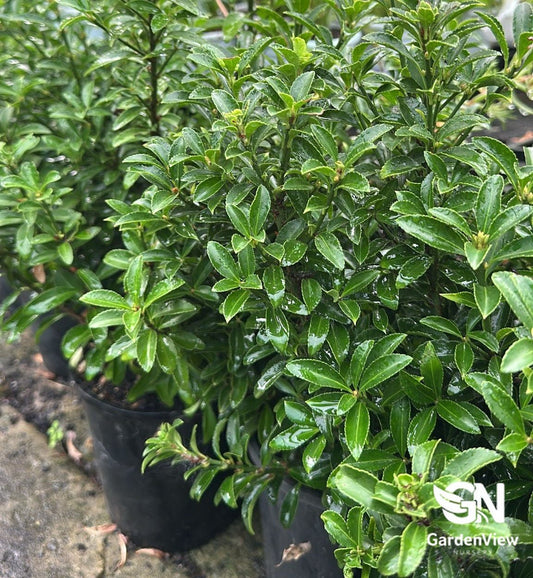 Euonymus Tom Thumb - Shrubs & Trees - Garden View Nursery