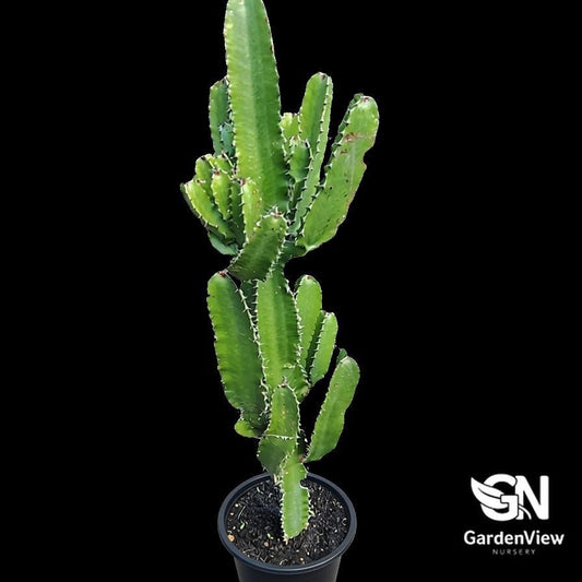 Euphorbia Acrurensis 'Cowboy' - Succulents - Garden View Nursery