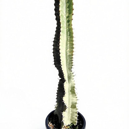 Euphorbia Ammak - Cactus & Succulents - Garden View Nursery