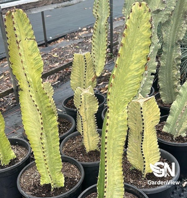 Euphorbia Ammak - Cactus & Succulents - Garden View Nursery
