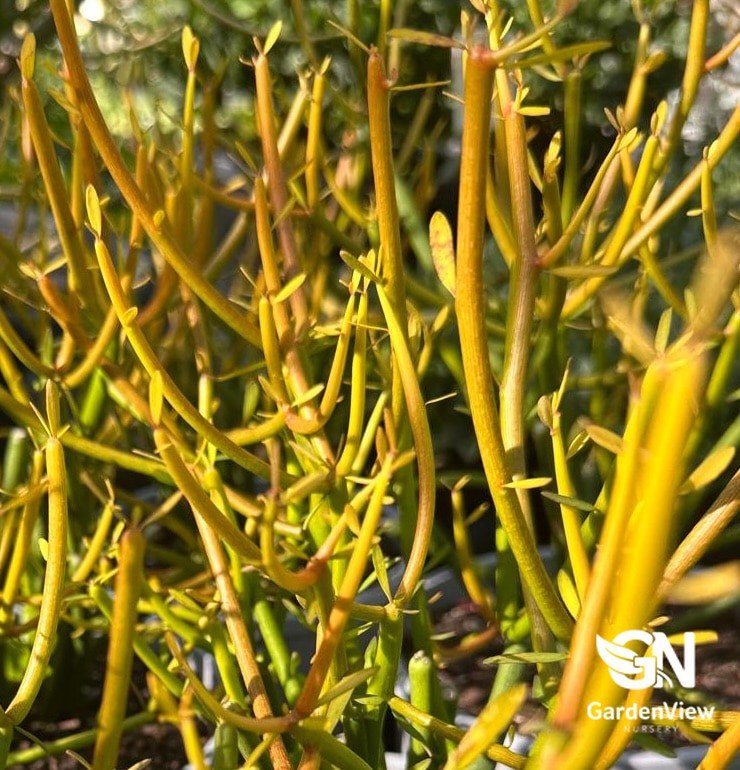 Euphorbia Fire Sticks - Cactus & Succulents - Garden View Nursery