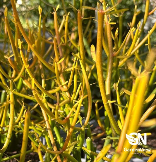 Euphorbia Fire Sticks - Cactus & Succulents - Garden View Nursery