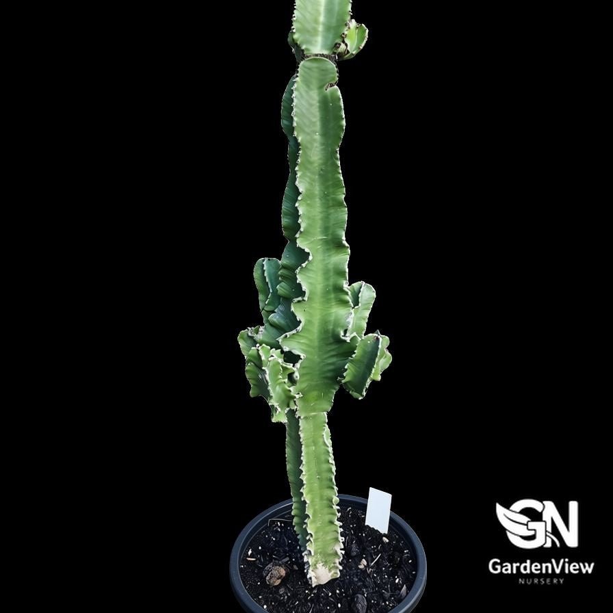 Euphorbia Ingens - Succulents - Garden View Nursery