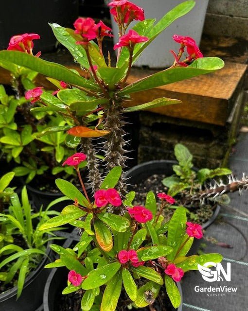 Euphorbia Milii Assorted - Cactus & Succulents - Garden View Nursery