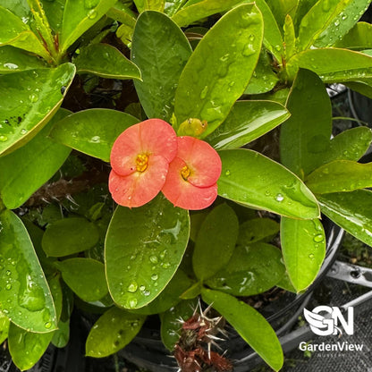 Euphorbia Milii Pink - Cactus & Succulents - Garden View Nursery